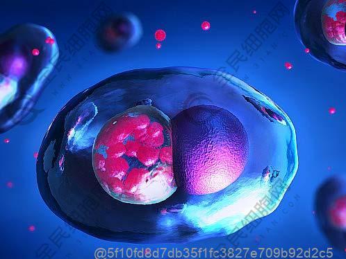 人羊膜干细胞有什么用？