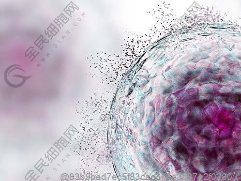 心脏干细胞是什么细胞？