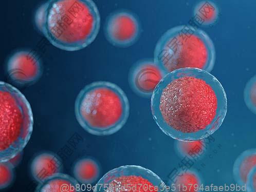 心脏干细胞的作用和功效？