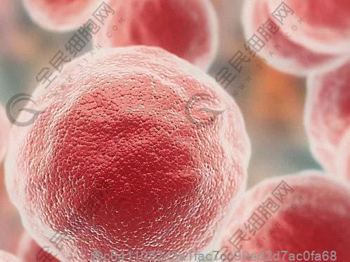 人羊膜干细胞是什么