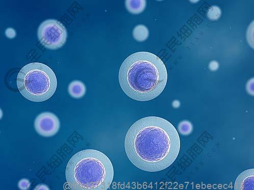 心脏干细胞属于什么干细胞