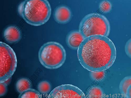 胚胎干细胞什么来源