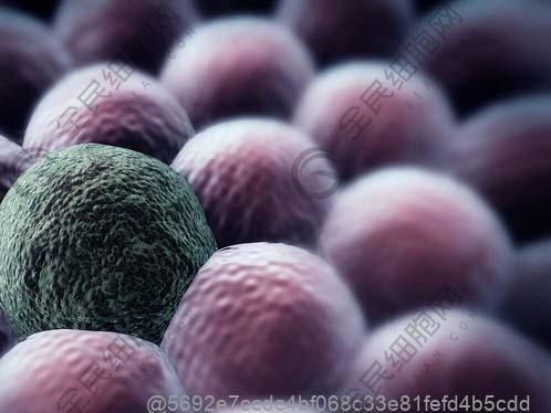 心脏干细胞的定义