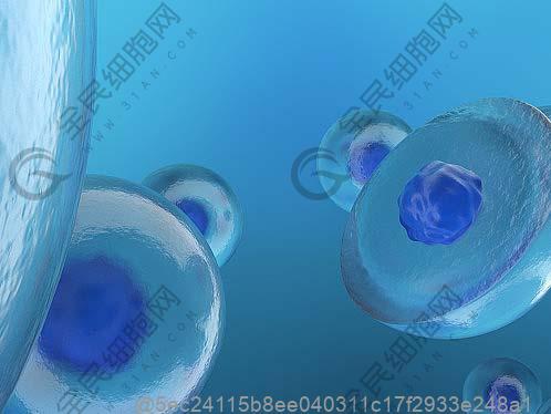 亚全能干细胞的作用与功效