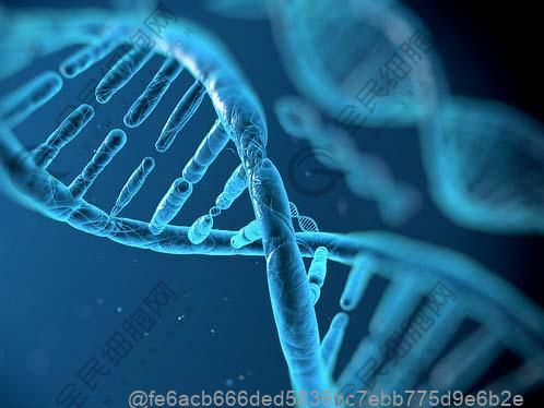 铜仁打干细胞多少钱一次