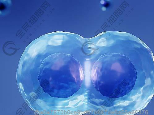 记忆t细胞识别抗原后的变化