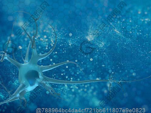 记忆性t细胞是由效应性t细胞分化来的吗