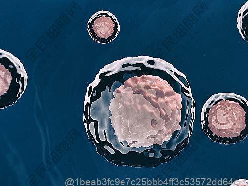 泉州看肾损伤好的干细胞医院