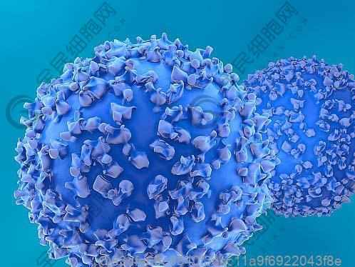 甲减会引起雌激素水平降低吗