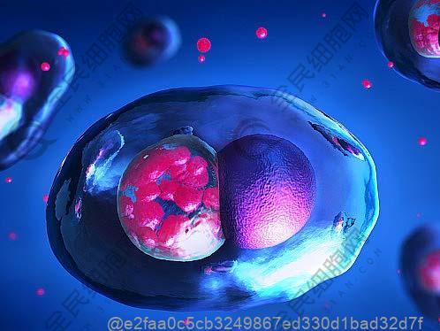 肾病和肾衰竭饮食一样吗