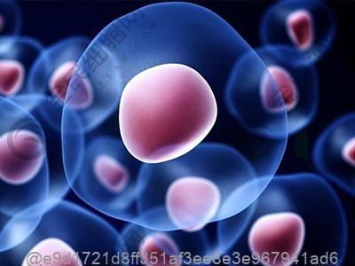 打干细胞前吃猕猴桃对呼吸功能有影响吗？​