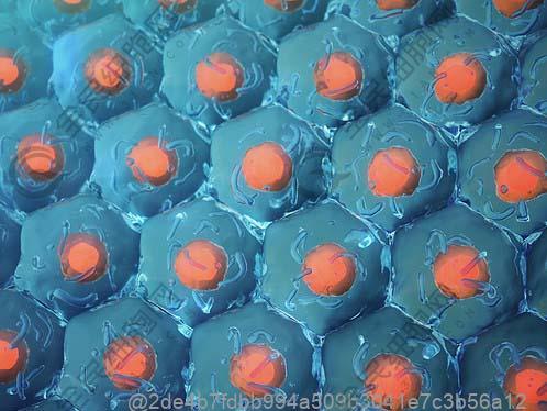 干细胞治疗期间能喝茼蒿豆腐汤吗？