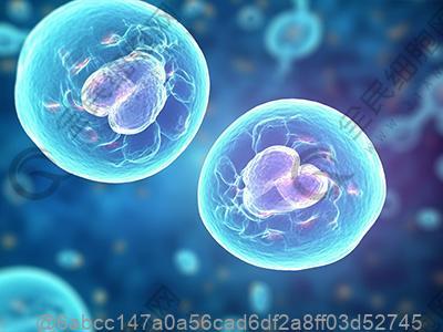 打干细胞期间不能吃哪些食物？如辛辣、酒精