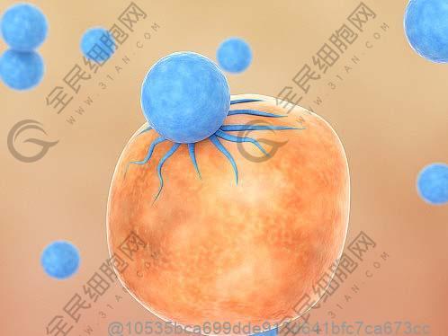 打干细胞几天后能吃薯片？