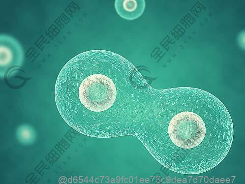 打了干细胞可以吃什么蔬菜？高营养蔬菜选择指南​